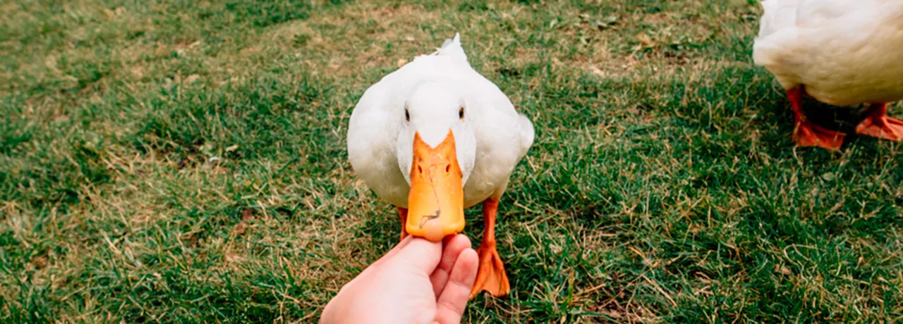 A cultura vegana é positiva para você e nosso planeta. Saiba mais no artigo 