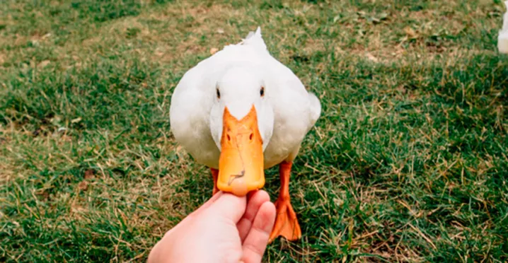 A cultura vegana é positiva para você e nosso planeta. Saiba mais no artigo