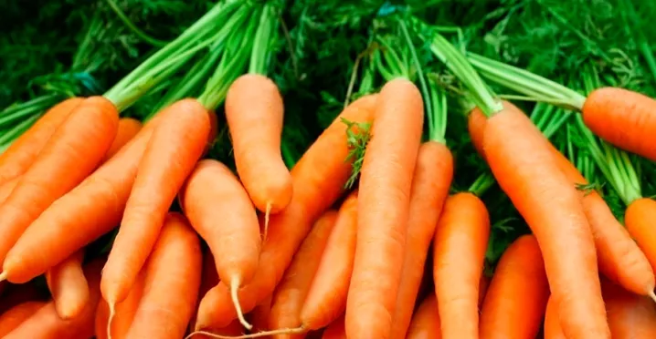 Conheça os benefícios da cenoura para ter mais saúde