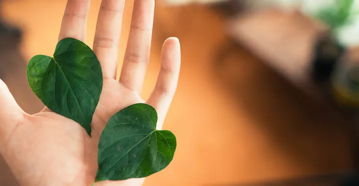 Mão segurando duas folhas para representar práticas ESG em empresas