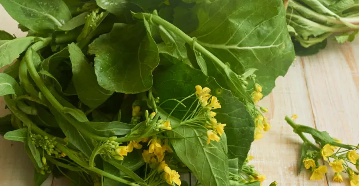 Conheça os benefícios das folhas de mostarda para sua dieta