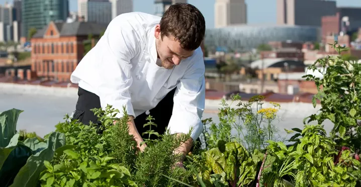 hortas urbanas para restaurantes