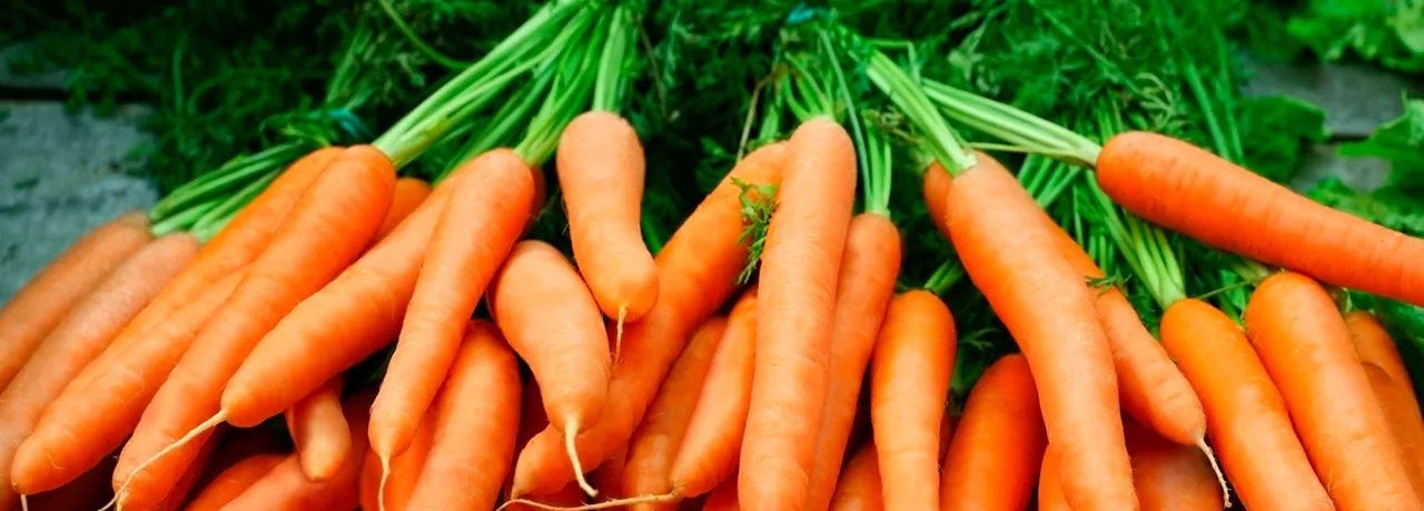 Conheça os benefícios da cenoura para ter mais saúde