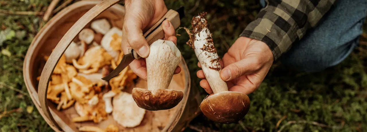 Os cogumelos ajudam a aumentar a imunidade, sabia?