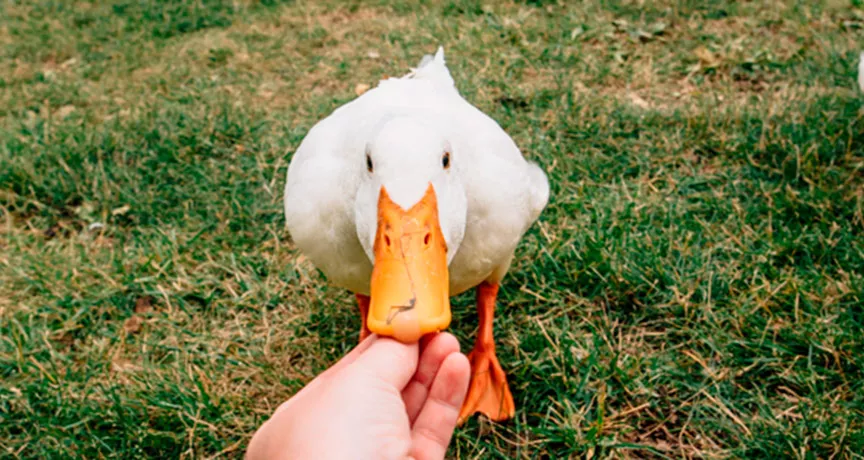 A cultura vegana é positiva para você e nosso planeta. Saiba mais no artigo
