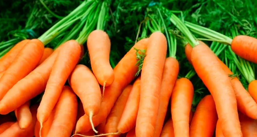 Conheça os benefícios da cenoura para ter mais saúde
