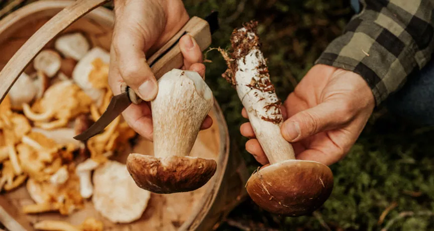 Os cogumelos ajudam a aumentar a imunidade, sabia?