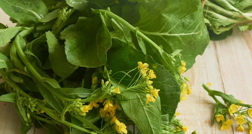 Conheça os benefícios das folhas de mostarda para sua dieta