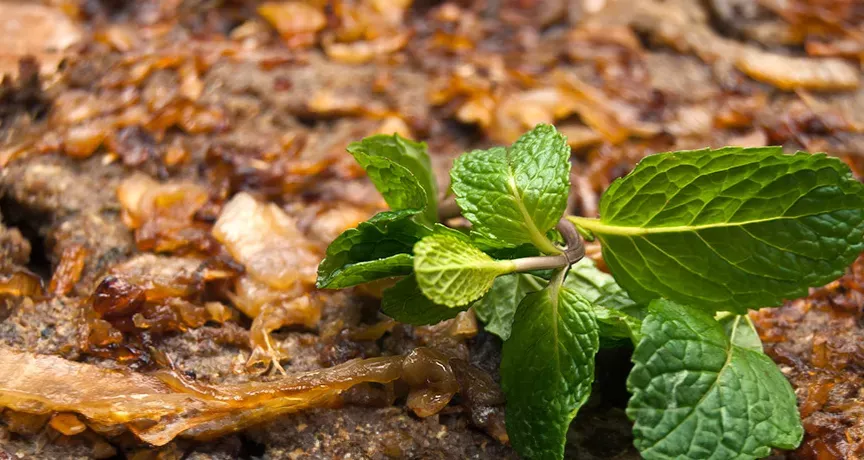 quibe-assado-nutritivo