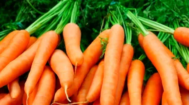 Conheça os benefícios da cenoura para ter mais saúde