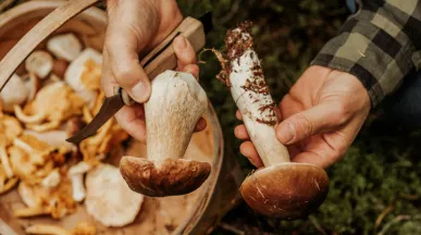 Os cogumelos ajudam a aumentar a imunidade, sabia?